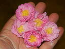 Woodrow rose photo