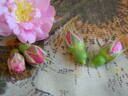 Woodrow rose photo