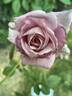 Marion Ross rose photo