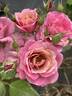 Pam's Choice rose photo