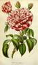 Madame Désirée Giraud rose photo