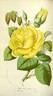Isabelle Gray rose photo