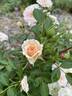 Petite Peach rose photo