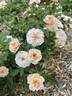 Petite Peach rose photo