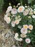 Petite Peach rose photo