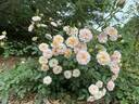 Petite Peach rose photo