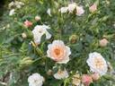Petite Peach rose photo