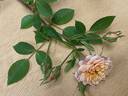 Petite Peach rose photo
