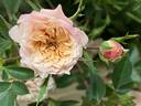 Petite Peach rose photo