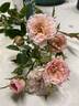 Petite Peach rose photo