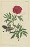 <i>P. peregrina</i> Miller peony photo
