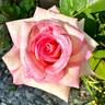 First Choice rose photo