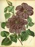 Excelsior clematis photo