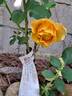 Rose Alleyson rose photo