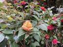 Sutter's Gold rose photo