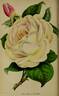 President rose photo