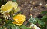 Arthur Bell rose photo