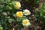 Arthur Bell rose photo