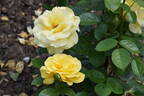 Arthur Bell rose photo