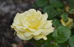 Arthur Bell rose photo