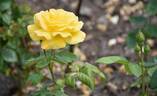 Arthur Bell rose photo