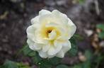 Arthur Bell rose photo