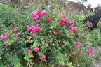 Cerise Bouquet rose photo