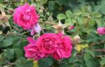 Cerise Bouquet rose photo