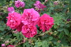 Cerise Bouquet rose photo