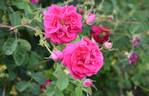 Cerise Bouquet rose photo