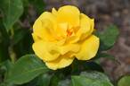 Freedom ® rose photo