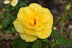 Freedom ® rose photo