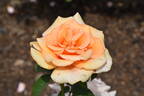 Warm Wishes rose photo
