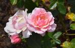 Valentine Heart rose photo