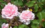 Valentine Heart rose photo