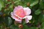 Valentine Heart rose photo