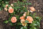 Lady Marmalade rose photo