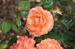 Lady Marmalade rose photo