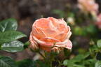 Lady Marmalade rose photo