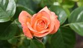 Lady Marmalade rose photo