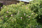 R. virginiana rose photo