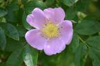 R. virginiana rose photo