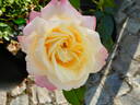 Holiday Island Fiji ® rose photo