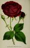 Black Prince rose photo