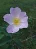 <i>Rosa canina</i> L. rose photo