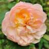 Schönberg rose photo