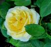 Lemon Chiffon rose photo