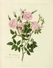 <i>Rosa carolina</i> f. <i>plena</i> W.H.Lewis rose photo