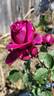 Brindabella's The Nightbird rose photo