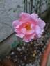 Astrée rose photo